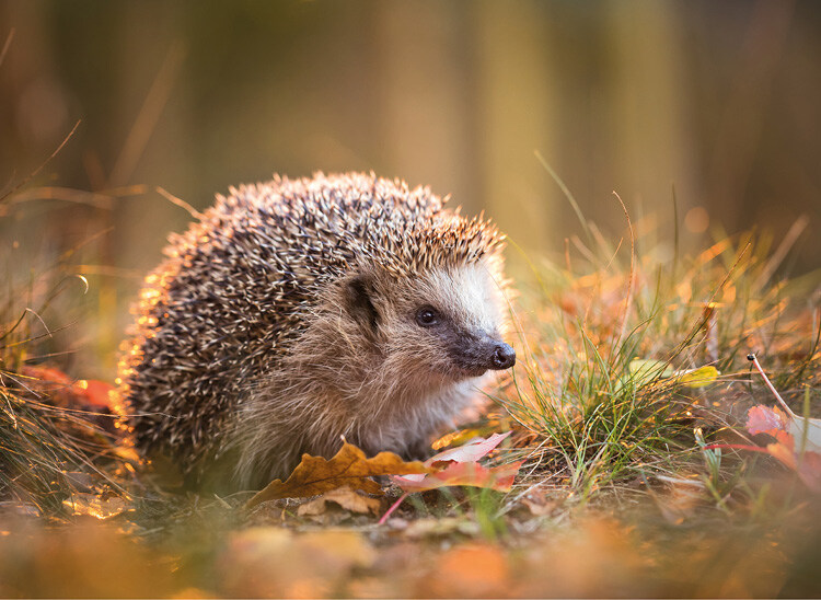 Opmaat_wonen_Hero_mobiel_natuurinclusief_bouwen_biodiversiteit